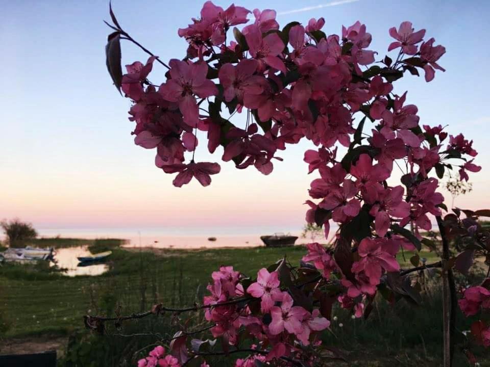 Paeevatalu Camping Hotell Vilusi Eksteriør bilde
