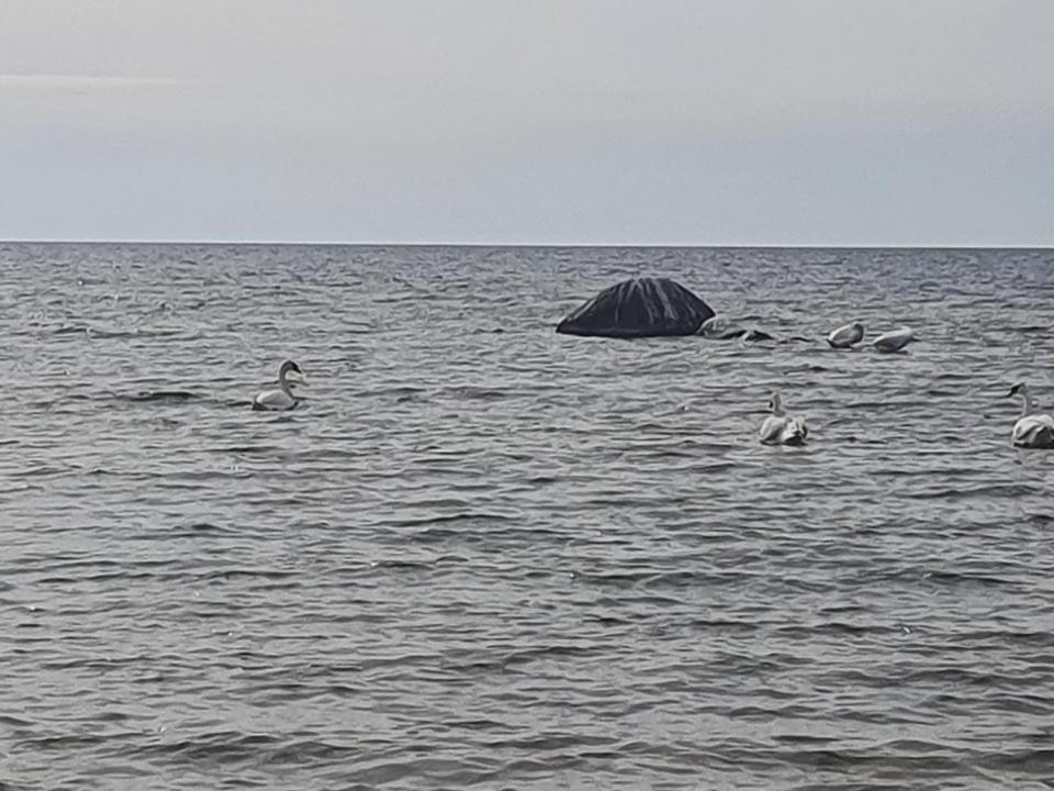 Paeevatalu Camping Hotell Vilusi Eksteriør bilde